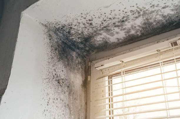 Affordable Mold Inspection And Testing solutions in Melfa, VA